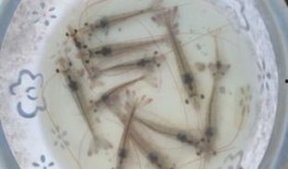 南美白对虾事件爆料最新,真相揭露与行业反思